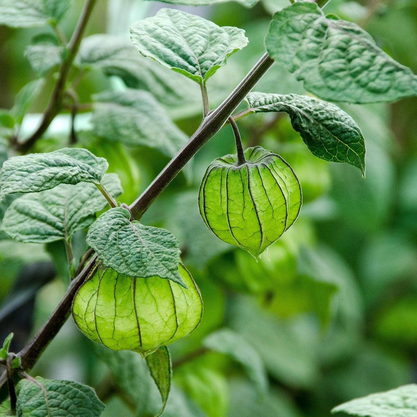 Cape Gooseberry,Giant Poha Berry,100 SEEDS (Physalis Peruviana) ,Ground Cherry
