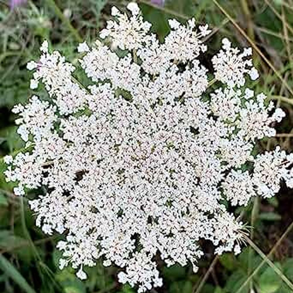 White Flower Queen Anne'S Lace- 500 Seeds- Organic Fresh Seeds for Planting - Live White Flower Seed