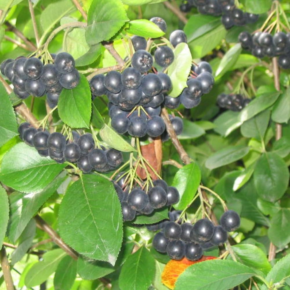 30 Seeds Black Chokeberry Aronia Melanocarpa - Organic Fresh Seeds for Planting - Black Chokeberry Seeds for Home and Garden