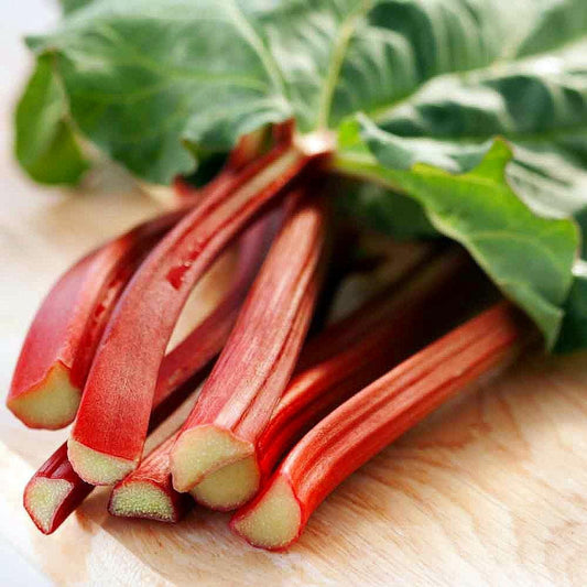 Victoria Red Rhubarb 25 Seeds-Perennial - Easy to Grow