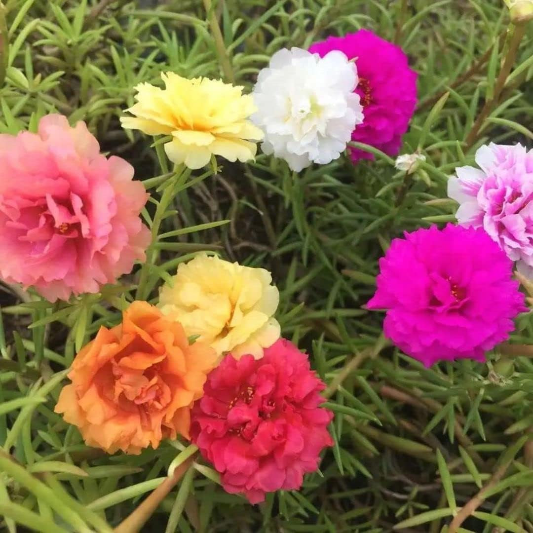 Portulaca Grandiflora Seed Mix Garden Purslane Double Flower Moss Rose about 1100 Seeds