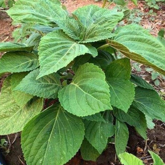 100 Purple Shiso Seeds Purple Perilla Zisu Tia to Tim Beefsteak/Sesame Leaf - Organic Fresh Plant Seeds for Home and Garden