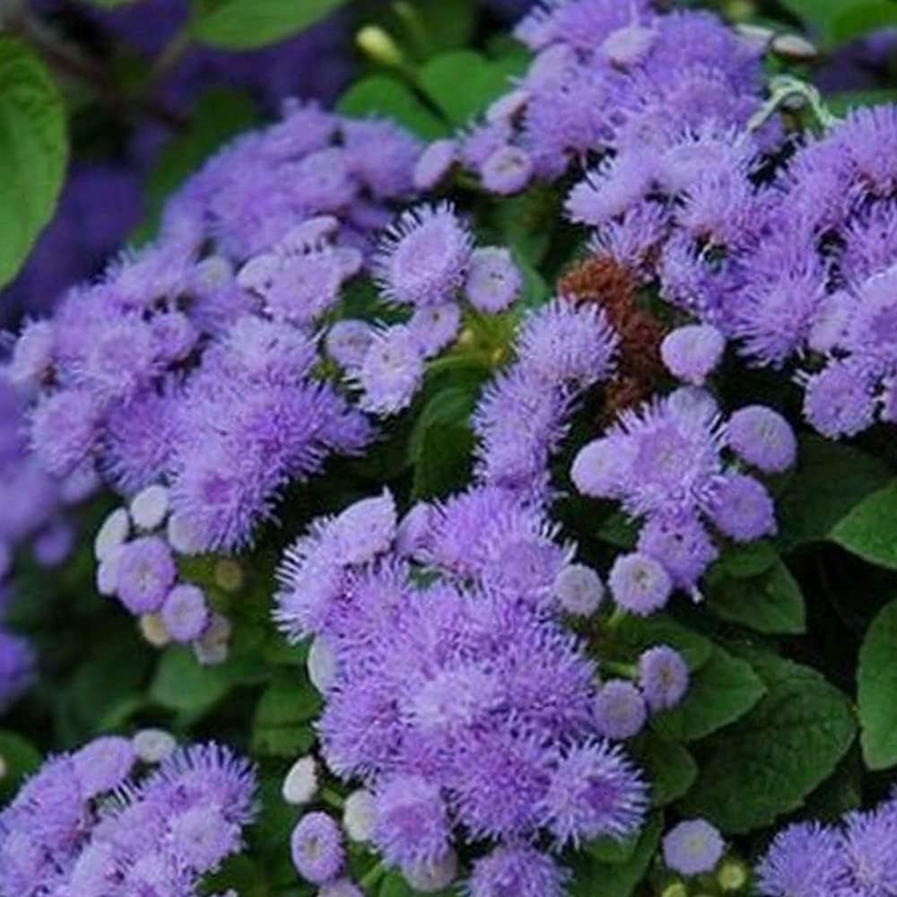Floss Flower 200 Seeds Ageratum Blue Mink Dwarf Purple Flowers - Organic Purple Flower Plant Seeds for Your Garden and Home