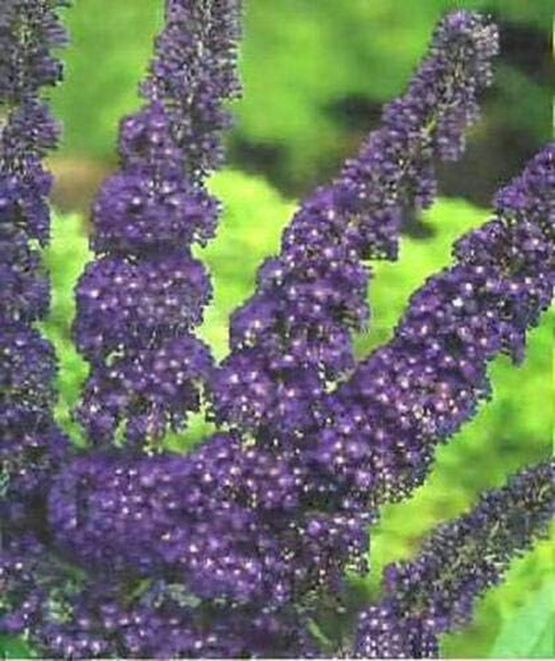 Multi-Color Butterfly Bush Mix Jocad (150 Seeds)
