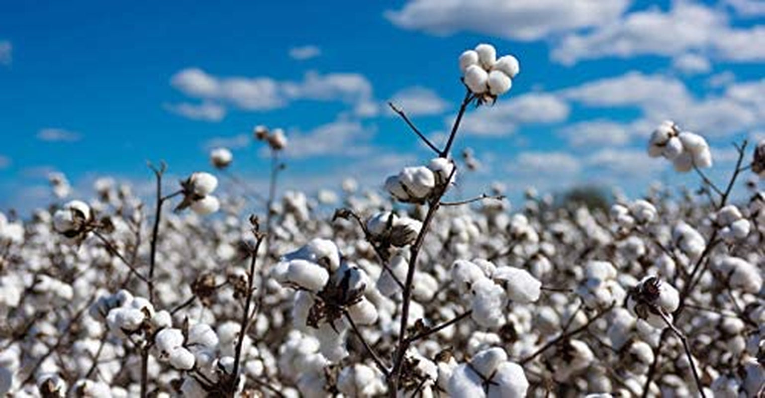 White Cotton 25 Seeds - Gossypium Hirsutum Cotton Plant, Easy Grow Perennial Shrub Upland Cotton, Winter Hardy Showy Flowers Plants, Mexican Cotton Seeds for Growing