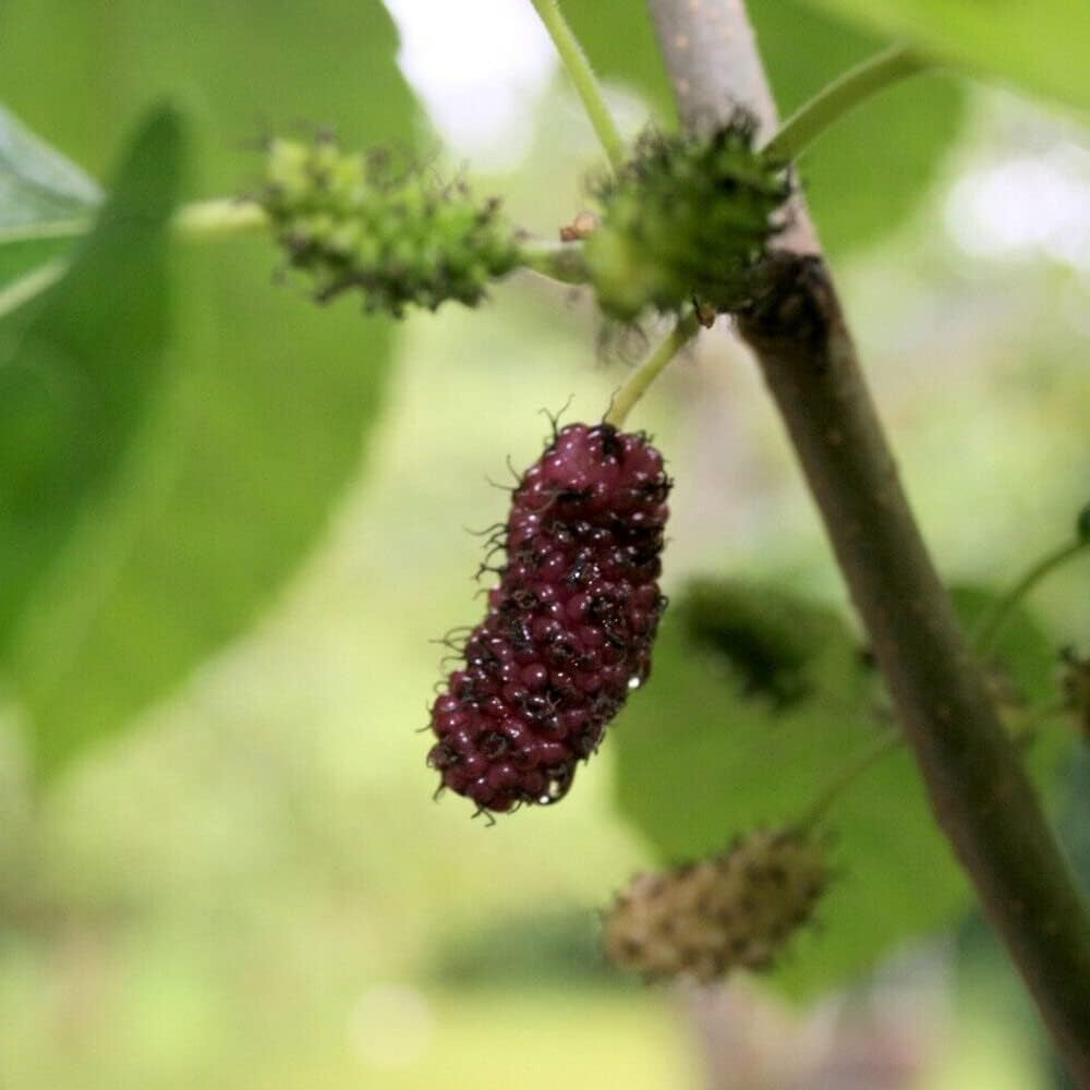 50 Seeds American Mulberry Red Mulberry - Morus Rubra - Organic Fresh Seeds Red Mulberry for Planting - Live Seeds for Home and Garden