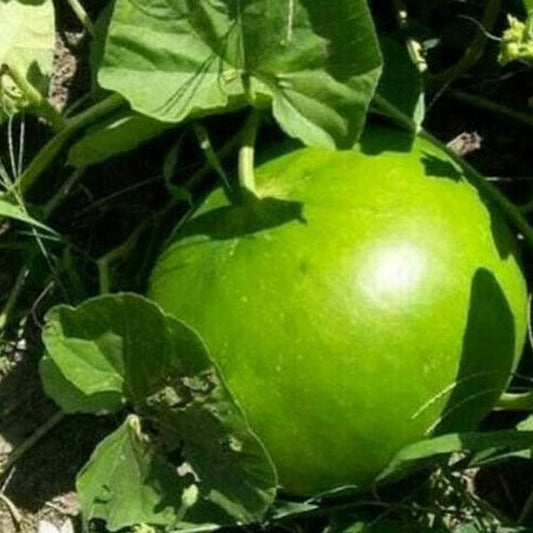 5 Seeds Giant Bushel Gourd Seeds Fruit up to 100 Lbs for Basket Arts Crafts - Organic Fresh Seeds for Home and Garden - Seeds for Planting