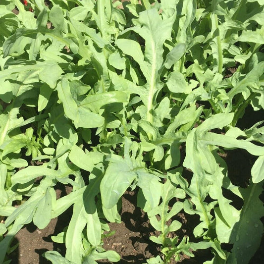 200 Seeds Ixeris Chinensis Nakai Seeds Tian Mai CAI Chinese Plant Bitter Vegetable - Organic Fresh Seeds for Planting - Live Seeds for Home and Garden