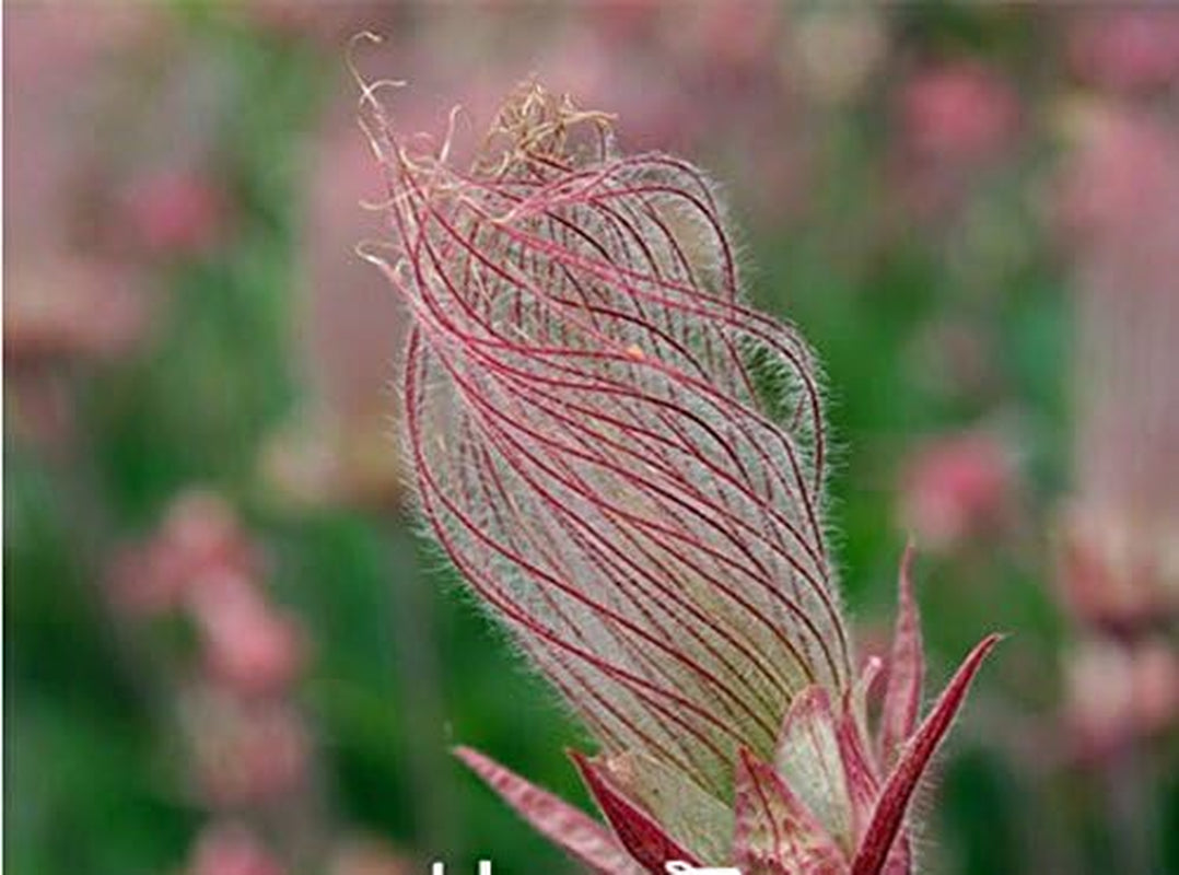 40 Seeds Prairie Smoke Seeds, Bonsai Potted Rare Flower Seeds, Semillas De Flores Plants for DIY Home & Garden GIFT