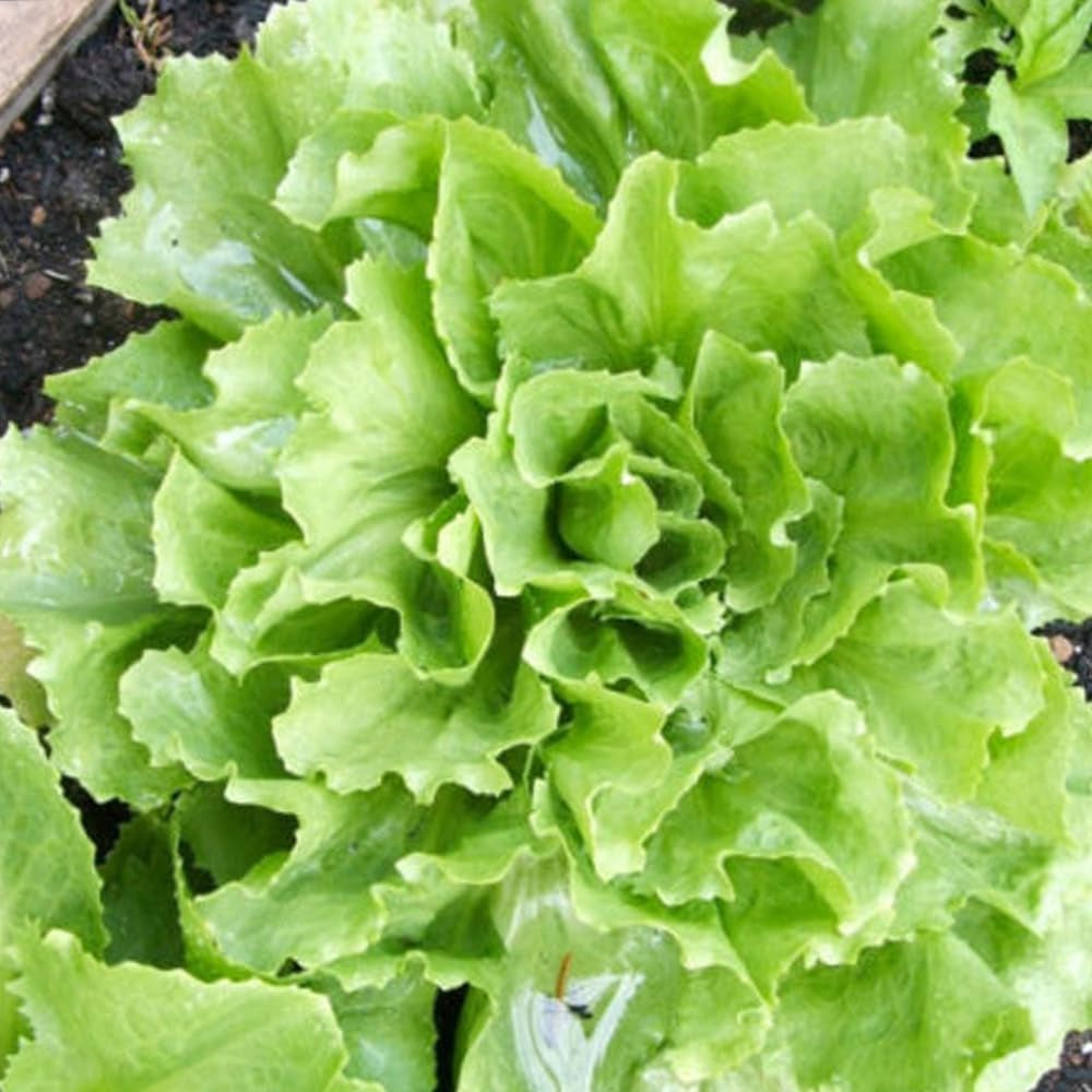 500 Seeds Broadleaf Batavian Endive Seeds Escarole Vegetable USA - Organic Live Seeds for Planting - Live Seeds for Home and Garden