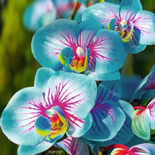 25 Seeds Blue & Pink Orchids Flowers Garden Plant Seeds - Organic Fresh Live Seeds for Home and Garden