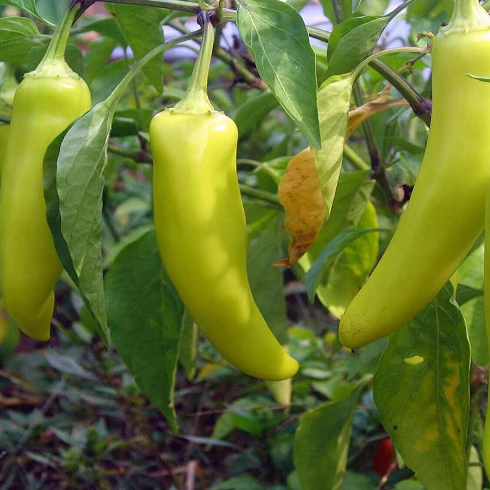 50 Seeds Sweet Banana Pepper Seeds Capsicum Annuum - Organic Fresh Seeds for Planting - Sweet Banana Pepper Seeds for Home and Garden