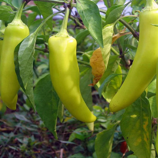50 Seeds Sweet Banana Pepper Seeds Capsicum Annuum - Organic Fresh Seeds for Planting - Sweet Banana Pepper Seeds for Home and Garden