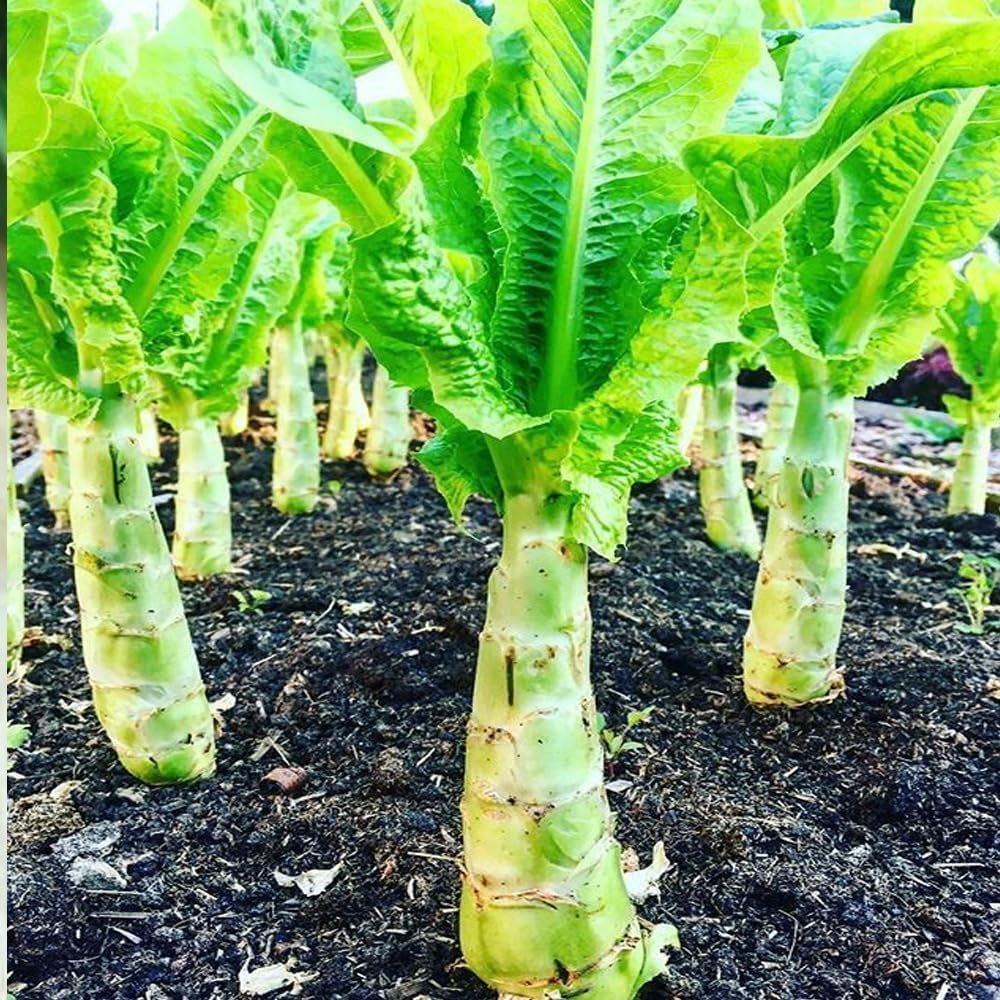 50 Seeds Chinese Lettuce Stem Asparagus Celttuce Celery Luttuce Woju Wosum - Organic Fresh Live Lettuce Seeds for Planting - Seeds for Home and Garden