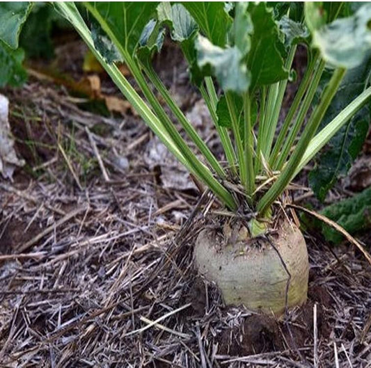 Seeds 500+ Heirloom Sugar Beet Plant | Non-Gmo - Make Sweet Sugar | Deer Magnet