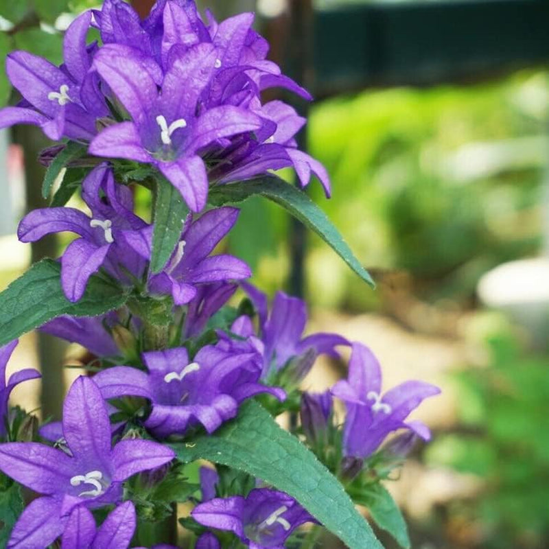 Seed 50+ Giant Bellflower Flower - Campanula Latifolia Macrantha - 50+ Seeds Blue Organic Flower for Your Garden and Home