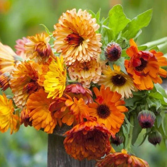 50 Seeds Calendula Sunset Mix Double Blooms Bi-Colored Heirloom Edible - Organic Plant Seeds for Home and Garden