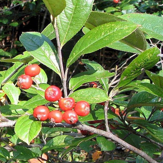 30 Seeds Red Chokeberry Aronia Arbutifolia - Organic Fresh Plant Seeds for Home and Garden - Seeds for Planting
