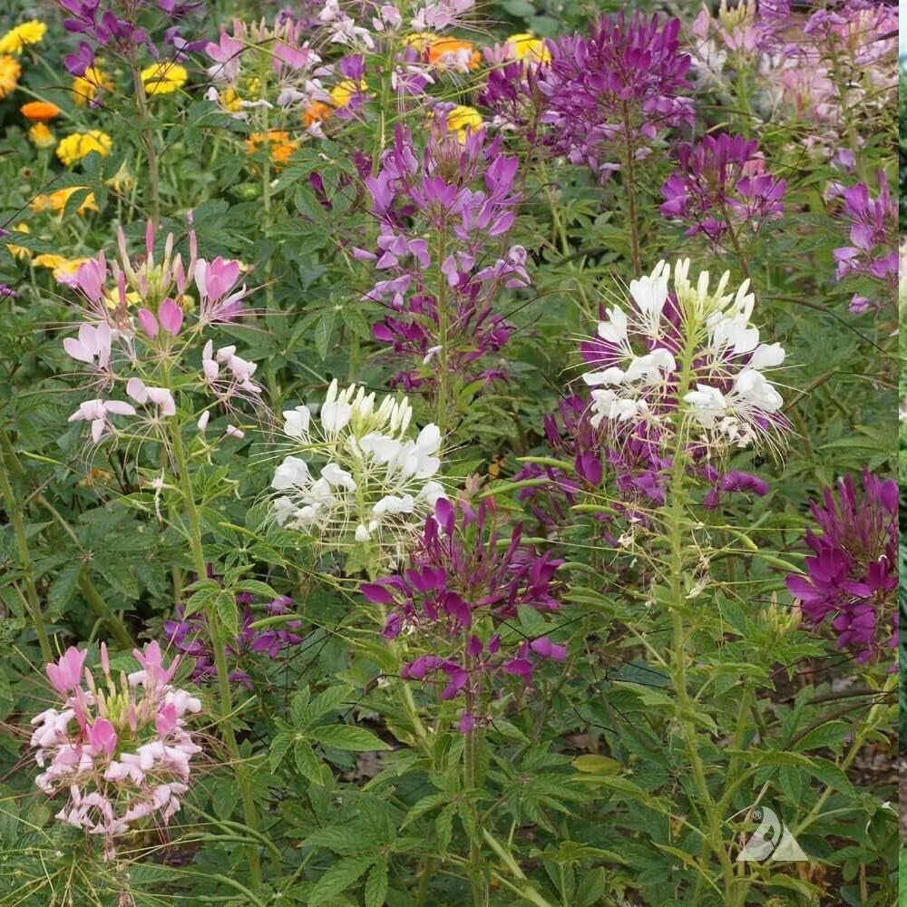 Flower 200 Seeds - Cleome Mixed Colors Spider Plant Fall Planting - Organic Plant Seeds for Home and Garden