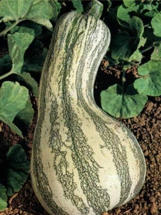Fresh Heirloom Cushaw Green Striped Pumpkin Winter Squash - 35 Seeds - HIGH Yields - Large