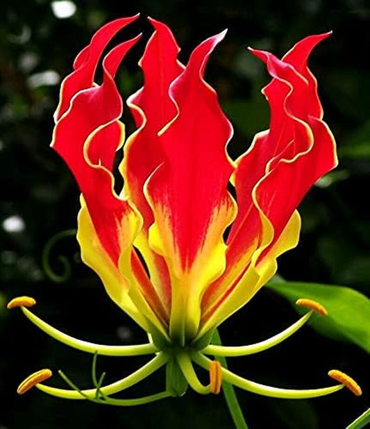 Gloriosa Superba | Flame Lily | 5_Ct