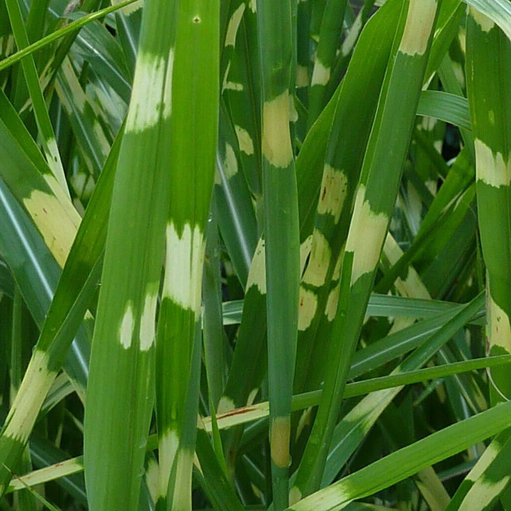 10 Zebra Grass Variegated Maiden Grass Seeds - Organic Fresh Seeds for Planting - Live Seeds for Home and Garden