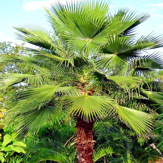 10 Mexican Fan Palm Tree Seeds (Washingtonia Robusta) Tropical Cold Hardy Plant - Organic Fresh Seeds for Planting by