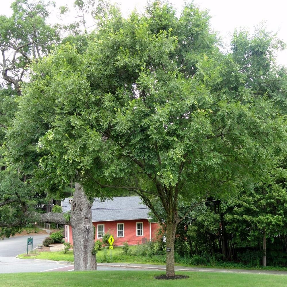 Chinese Elm Tree Seeds - Ulmus Parvifolia - 50 Seeds - Organic Fresh Tree Seeds for Planting - Live Tree Seeds for Your Landscape