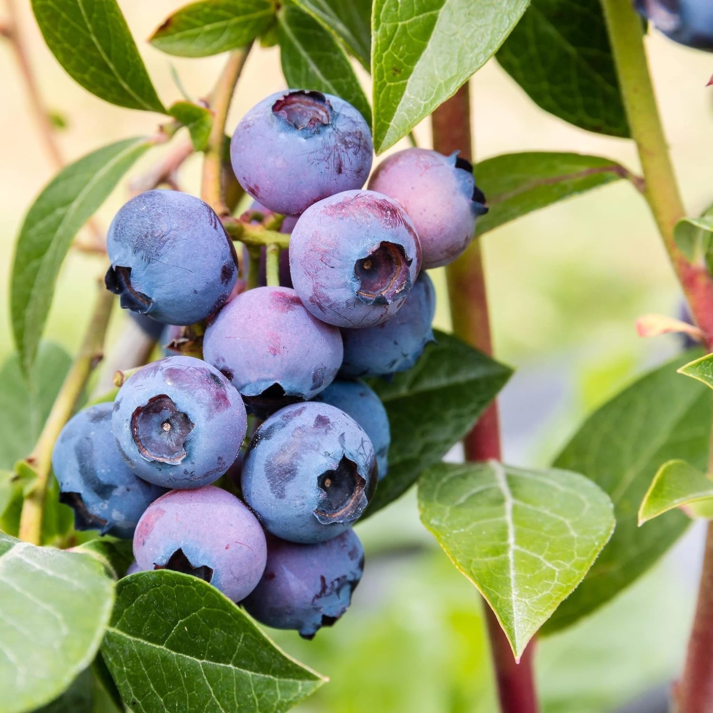 50 BLUEBERRY Northern Highbush Mix (Pre-Stratified) Fruit Bush Vaccinium Corymbosum Seeds