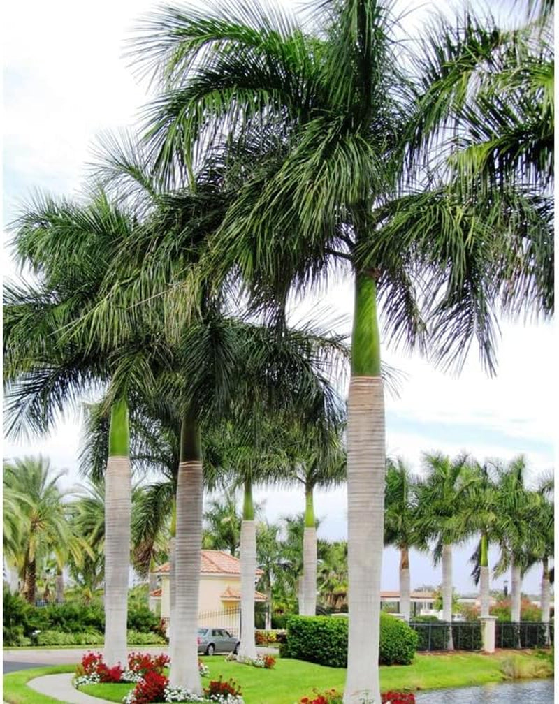 20 Seeds Ornamental Palm Tree Cuban Royal Palm Tree Seeds, Roystonea Regia