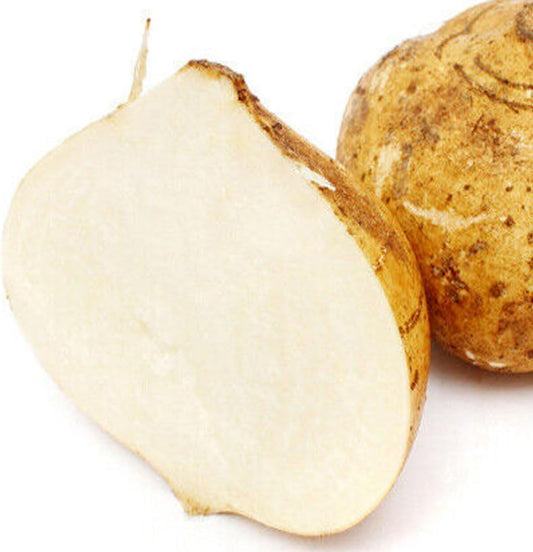 Jicama Mexican Yam Bean 5 Seeds Pachyrhizus Erosus Heirloom Rare Sweet & Crunchy - Organic Fresh Seeds for Planting - Live Seeds