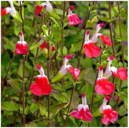 50 Seeds Flower Hot Lips Salvia Seed Perennial Flowers Hummingbird - Hot Lips Salvia Seeds of 500