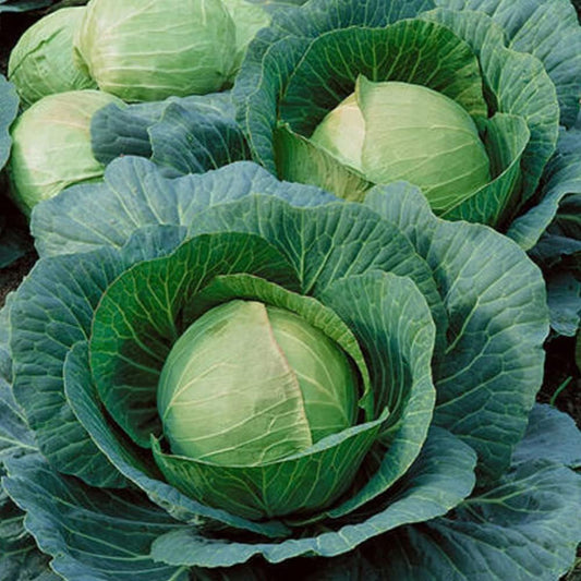 250 Danish Ballhead Cabbage Seeds - Vegetable Cabbage Fresh 250 Seeds - Organic Plant Seeds for Home and Garden
