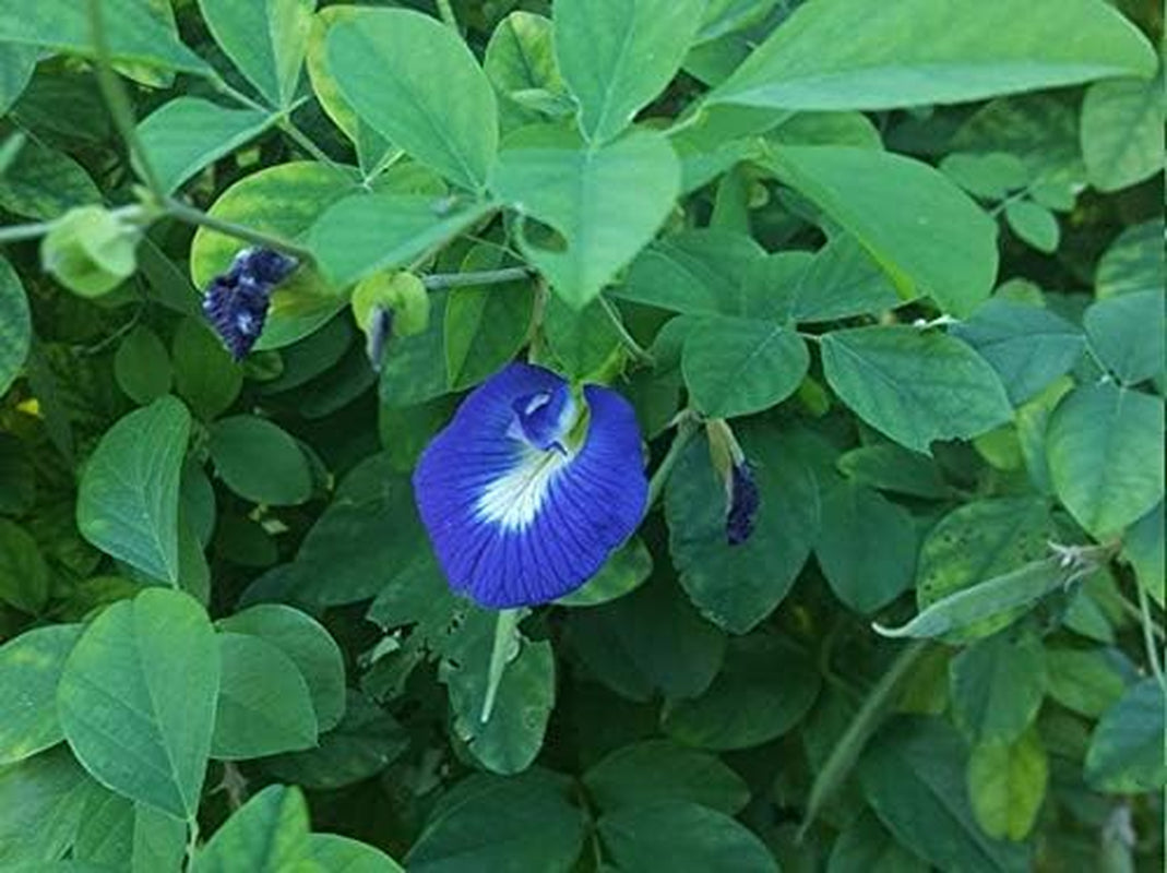 Blue Butterfly Pea Vine (Clitoria Ternatea) Perennial - 10 Seeds