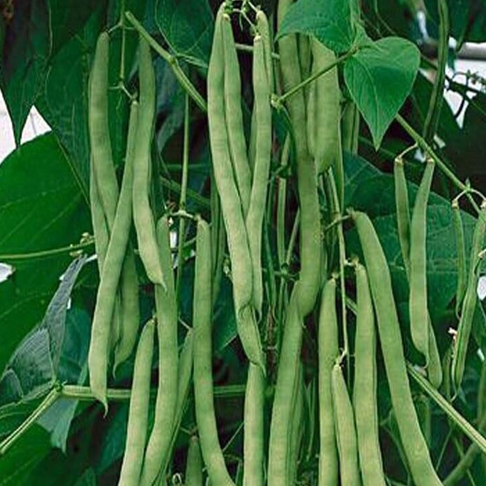 10 Seeds Bush Blue Lake 274 Beans Heirloom Green String Non GMO Classic Beauty - Organic Fresh Seeds for Planting - Live Seeds