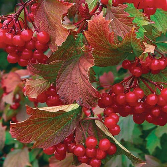 American Highbush Cranberry, Viburnum Trilobum, Shrub Seeds (Showy, Fall Color) 30