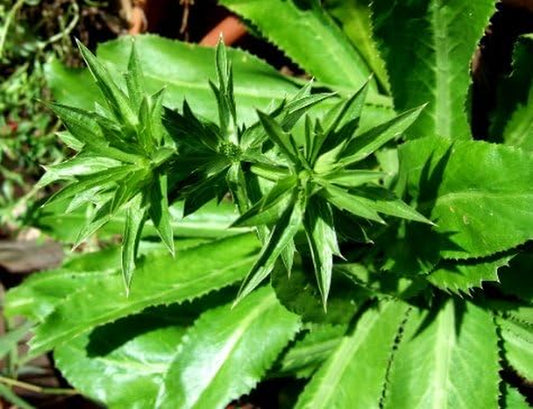 Recao, Culantro, Cilantro Ancho, Mexican Coriander (Eryngium Foetidum) 200++ Qty Seeds Pack