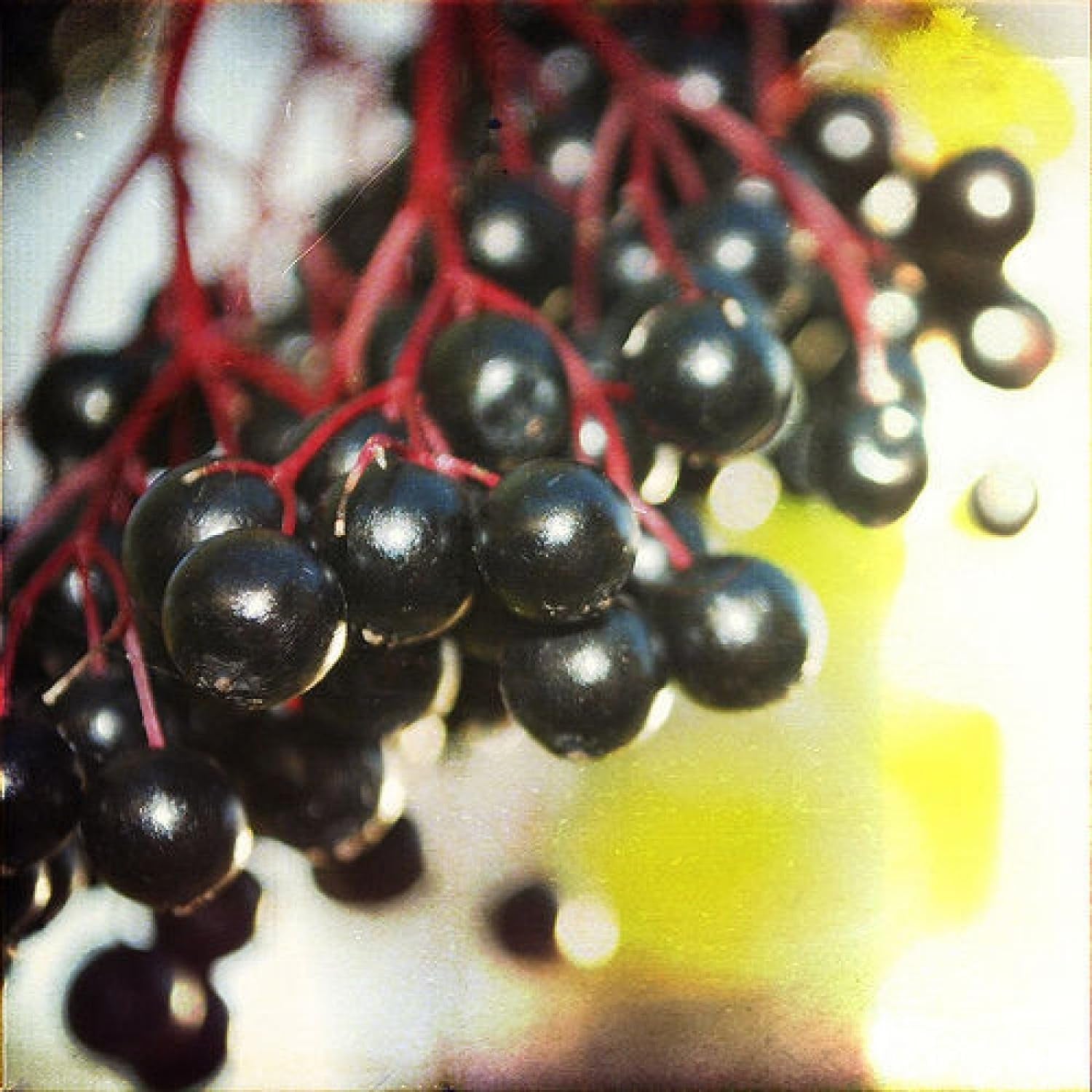 EUROPEAN ELDERBERRY Sambucus Nigra - 25+ SEEDS