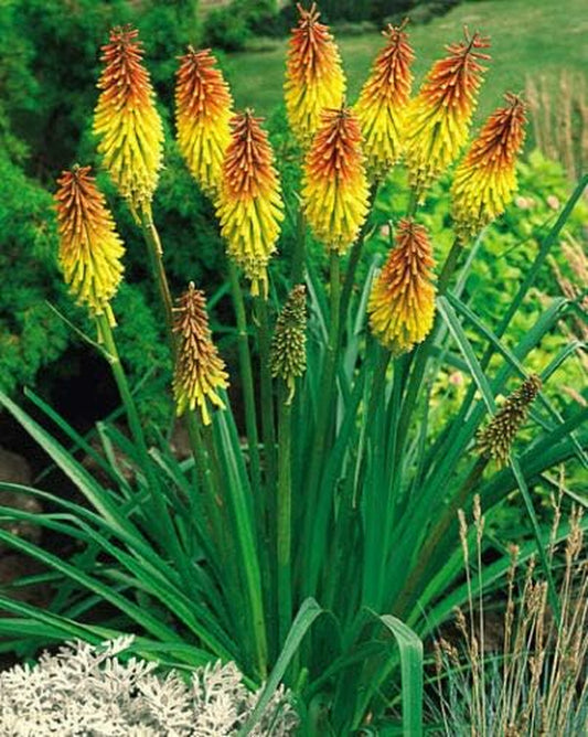 Red Hot Poker Seeds, Uvaria, Perennial Wildflowers, Very Eye-Catching Plant Jocad (100 Seeds)