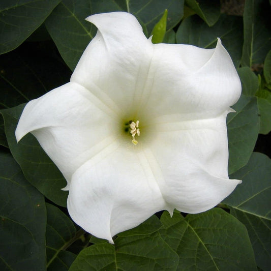 30+ Giant White Moon Vine Seeds ~ Morning Glory "Moonflower" Rare Exotic Seeds