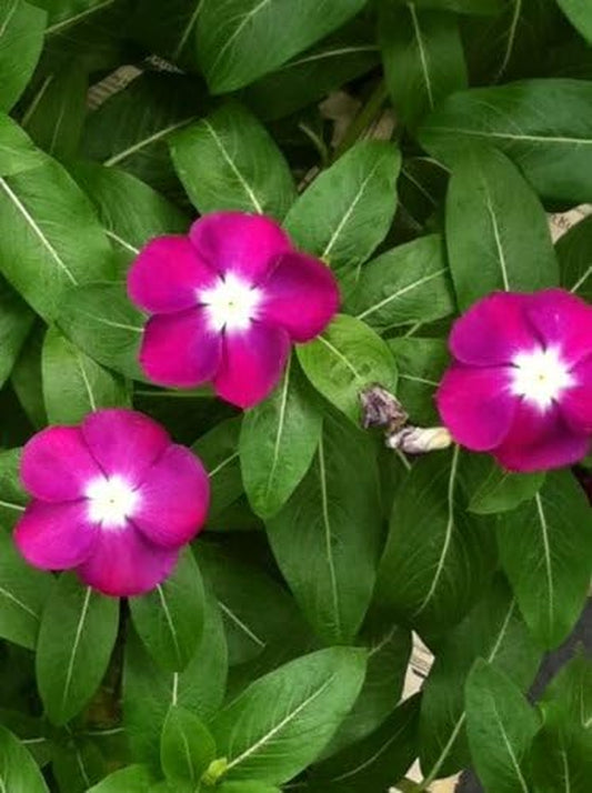 100 PINK DWARF ROSE PERIWINKLE / VINCA Rosea Flower Seedscomb S/H