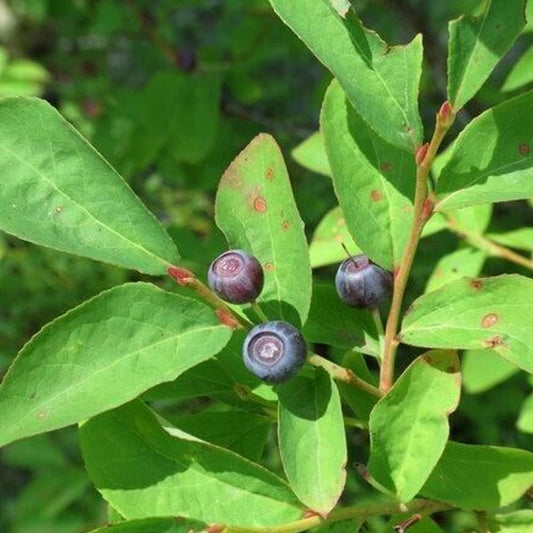 Evergreen Huckleberry - 25+Seeds - Berry Plant Organic Seeds for Home and Garden - Huckleberry for Planting
