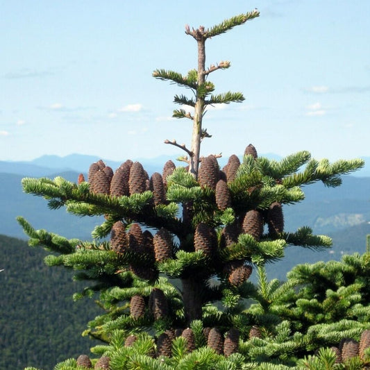 30 Seeds Canaan Fir - Abies Balsamea VAR. Phanerolepis - Organic Fresh Seeds for Planting - Live Seeds for Home - Canaan Fir Seeds