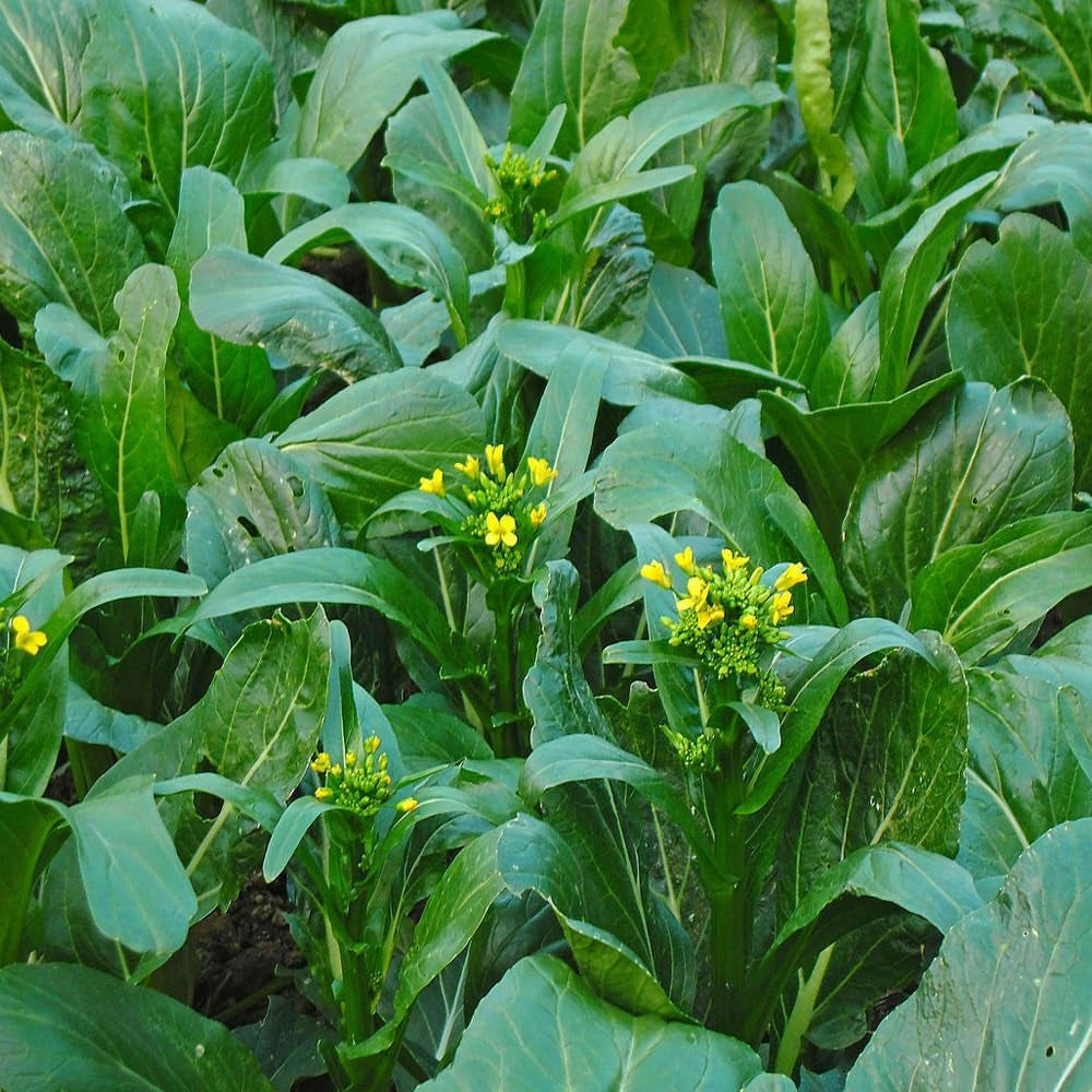 200 Seeds Asian Yu Choy Choi Sum Choy Sum Chinese Flowering Cabbage Veggies - Organic Fresh Seeds for Planting - Seeds for Home and Garden