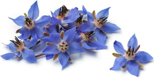 75 Seeds Borage Flower - Organic Plant Live Seeds - a Herb & Edible Flower for Your Garden and Home