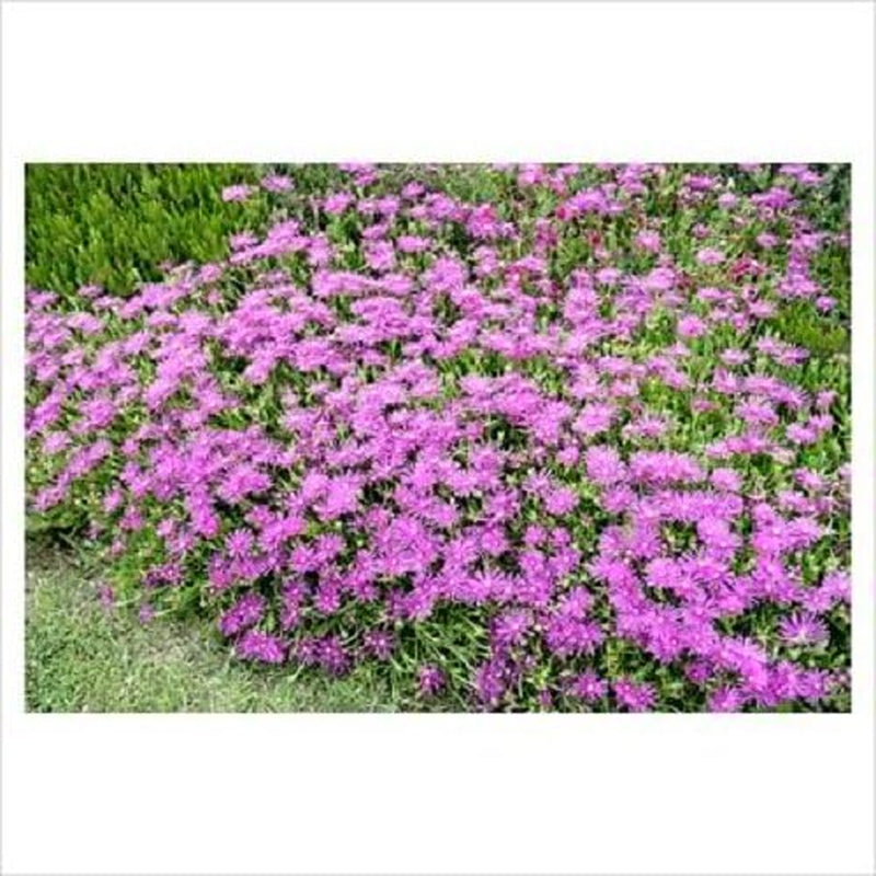 25 Table Mountain ICE Plant Magenta Fuchsia Delosperma Cooperi Flower Seeds