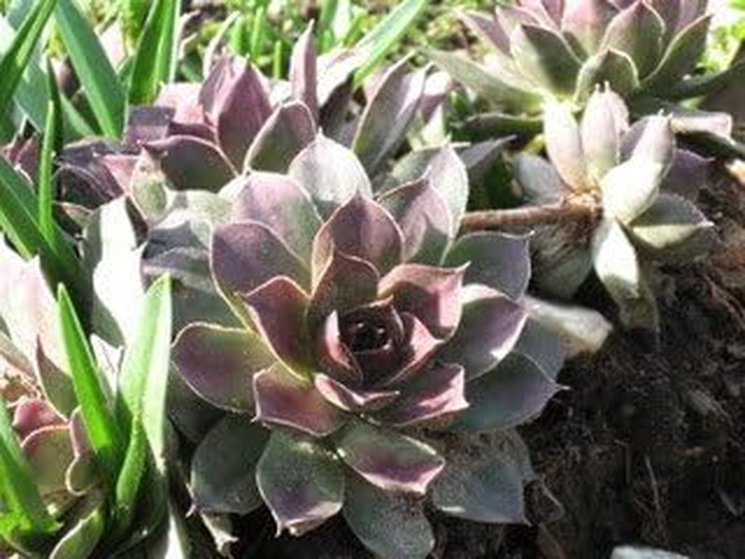 25 MIXED HENS & CHICKS Chickens Succulent (Live Forever) Sempervivum Flower Seeds