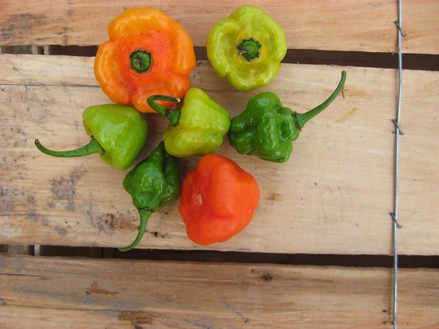 AJI DULCE #1 ,Pepper Seeds,Known as Ajicitoo,Aji Gustoso,Ají Cachucha & Sweet (25 Seeds)