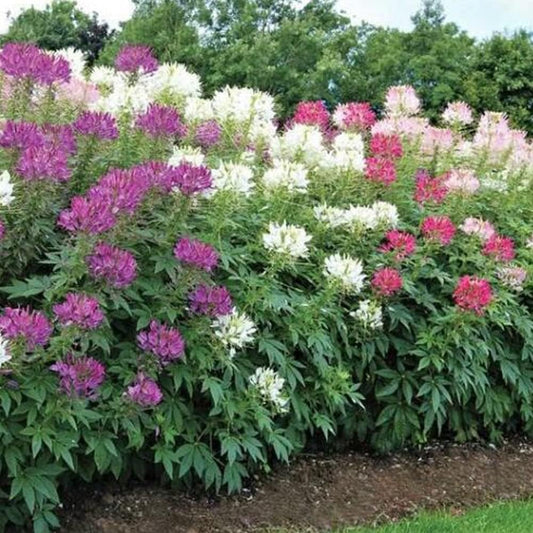 Flower 200 Seeds - Cleome Mixed Colors Spider Plant Fall Planting - Organic Plant Seeds for Home and Garden