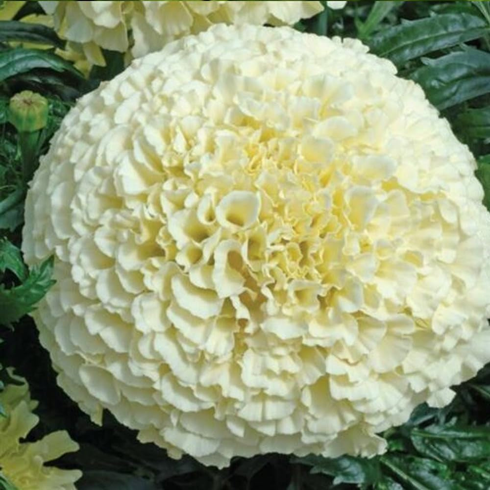 50 Seeds Eskimo White African Marigold Flower - Organic Live Seeds for Planting - Flower Fresh Seeds for Home and Garden